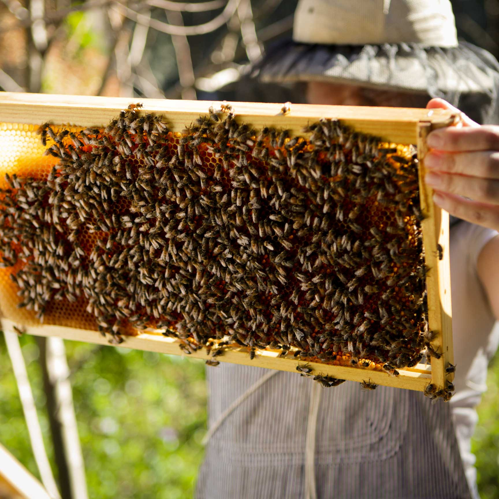 Beekeeping Basics - A 3-Part course for beginners. April 21, 23, and 25