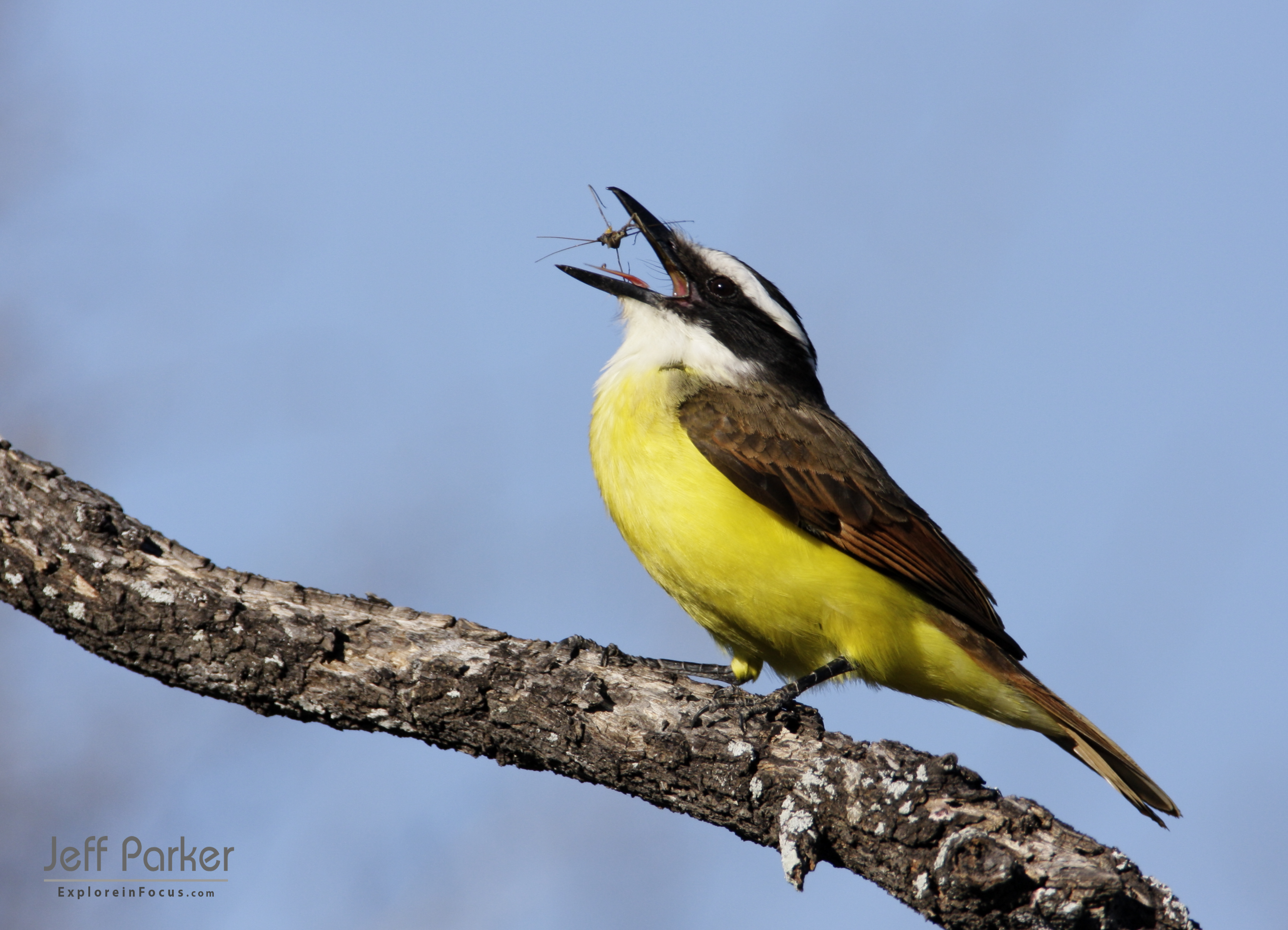 South Texas Birds in Focus Photo Tour