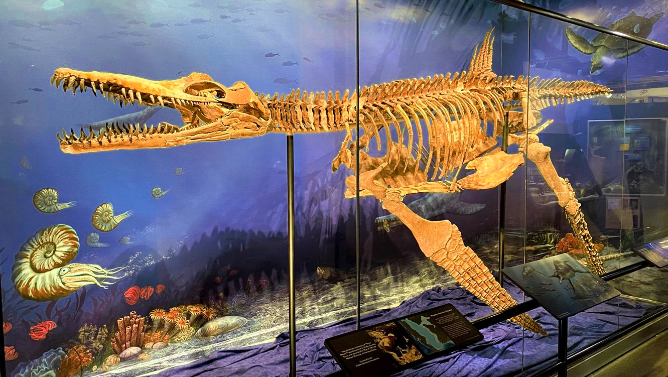 "Texas Nessie" Plesiosaur Fossil Exhibit