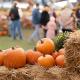 Fall Fest & Local Best: A Community Event